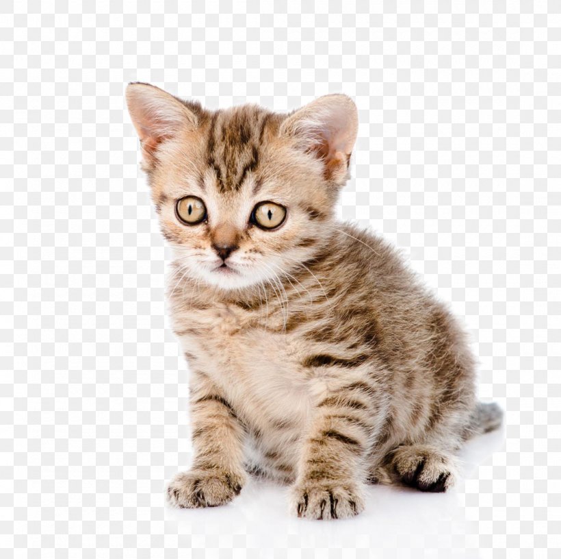 Cat Dog Kitten Puppy, PNG, 1100x1095px, Cat, American Bobtail, American Shorthair, American Wirehair, Animal Download Free
