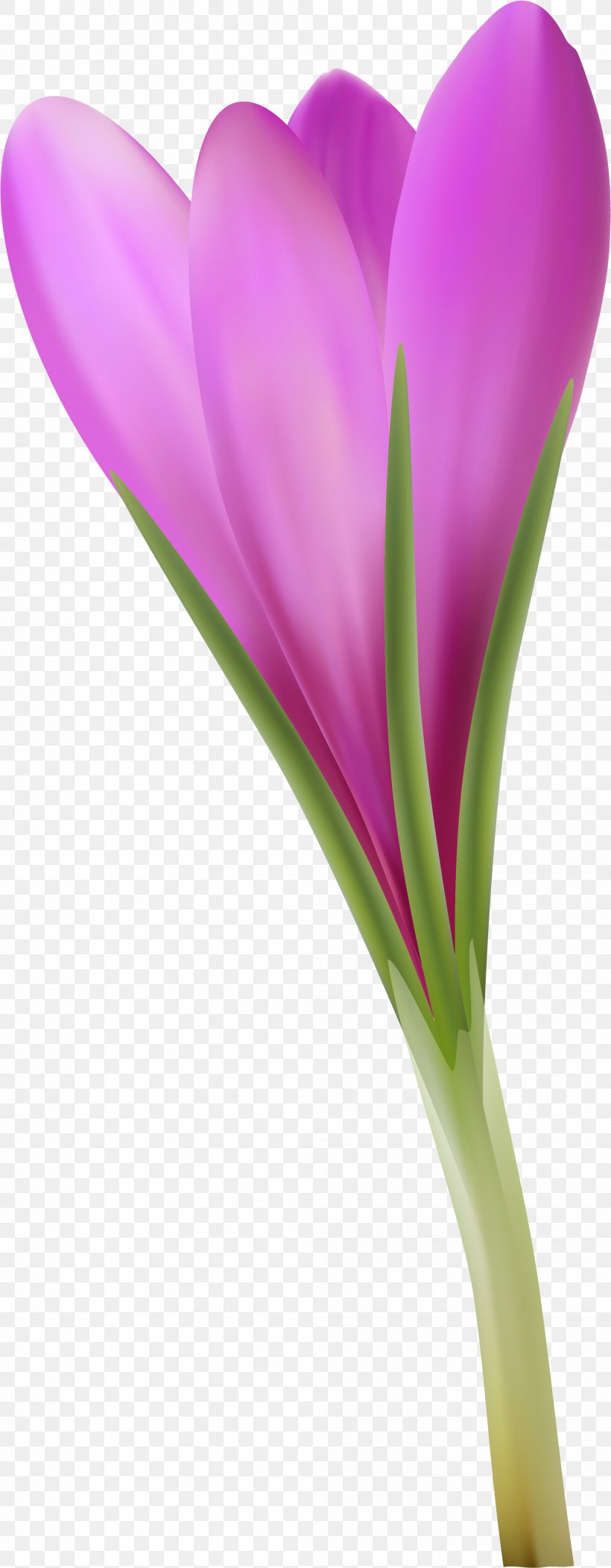 Crocus Close-up Plant Stem, PNG, 2013x5165px, Crocus, Close Up, Closeup, Flower, Flowering Plant Download Free
