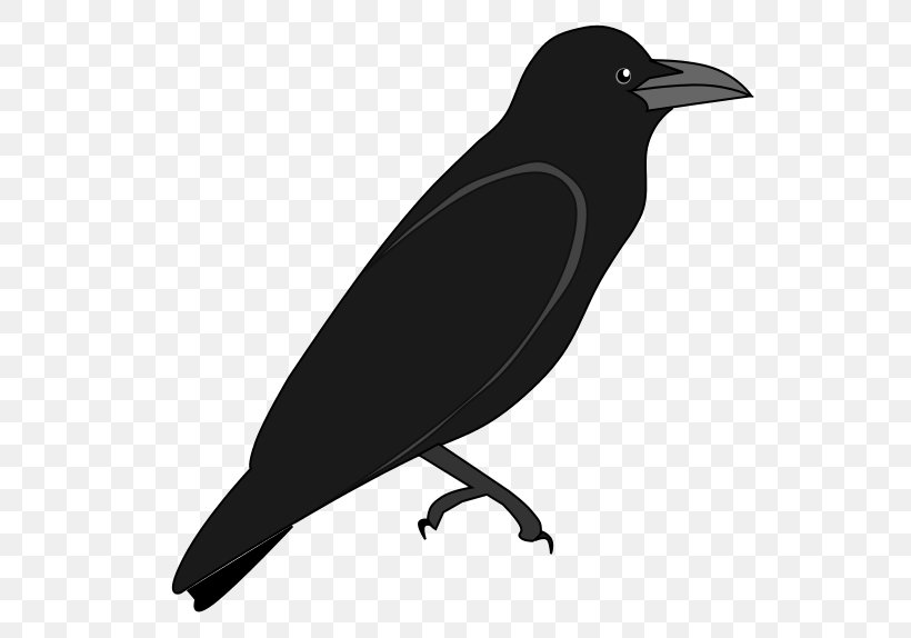 American Crow New Caledonian Crow Rook, PNG, 556x574px, American Crow, Beak, Bird, Black And White, Creative Commons License Download Free
