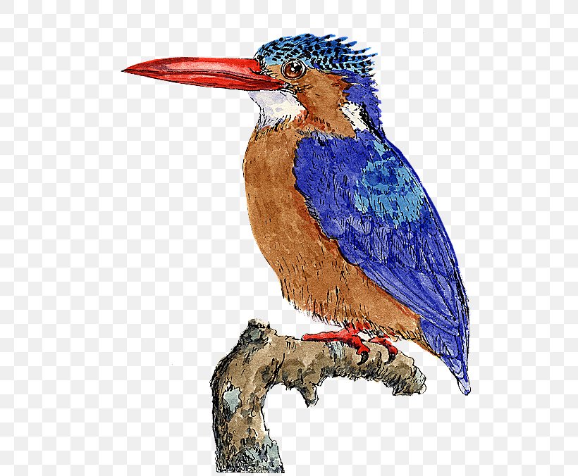 Bird PaintShop Pro, PNG, 560x676px, Bird, Art, Avian Influenza, Beak, Ciconiiformes Download Free