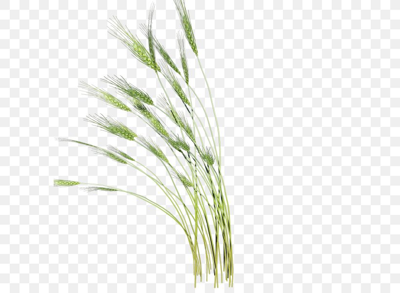 Clip Art, PNG, 600x600px, Grasses, Commodity, Emmer, Food Grain, Grass Download Free