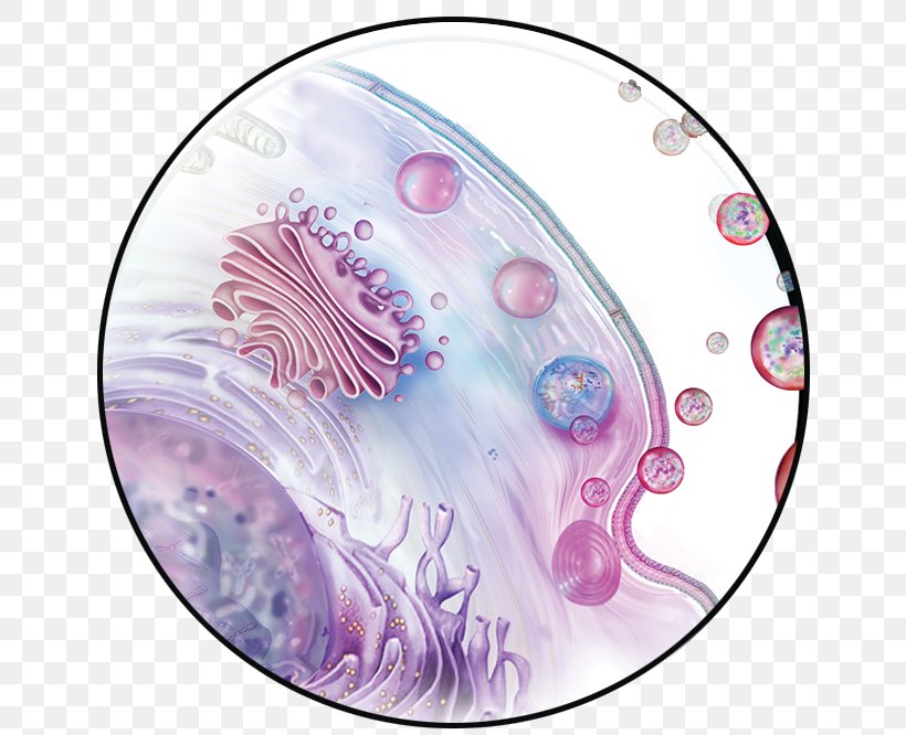 Exosome Mesenchymal Stem Cell Tissue Engineering, PNG, 666x666px, Exosome, Adipocyte, Adipose Tissue, Adult Stem Cell, Cell Download Free