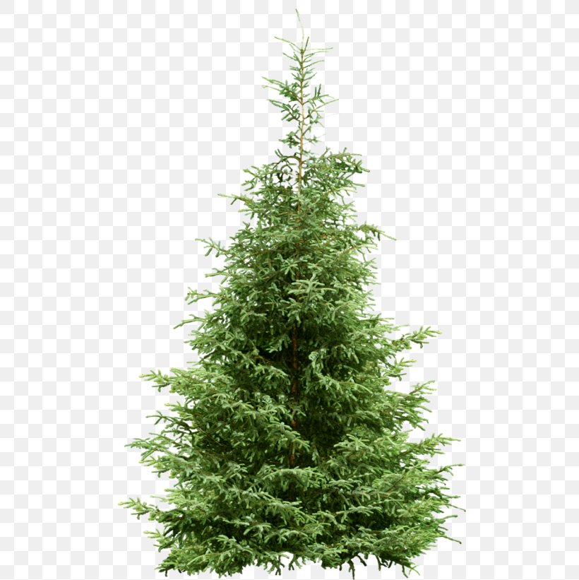 Fir Tree Pine Spruce Conifers, PNG, 500x821px, Fir, Biome, Cedar, Cedrus Atlantica, Christmas Decoration Download Free