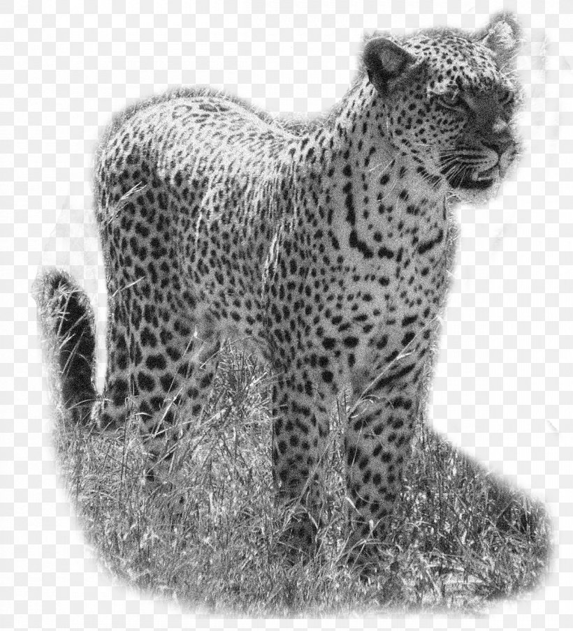 Snow Leopard Cheetah Jaguar Whiskers, PNG, 1200x1323px, Leopard, Animal, Big Cats, Black And White, Carnivoran Download Free