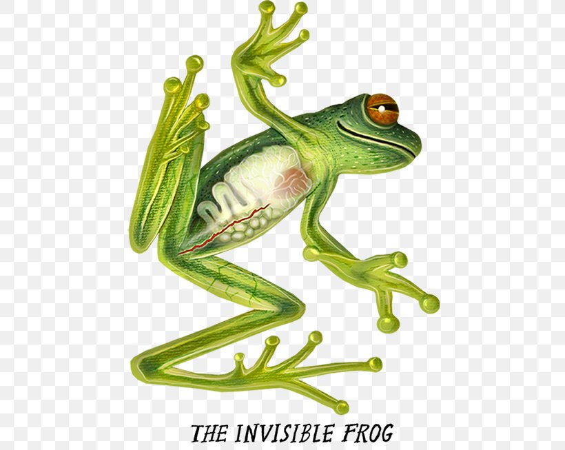 True Frog Tree Frog Flying Frog Toad, PNG, 700x653px, True Frog, African Clawed Frog, Amphibian, Animal, Animal Figure Download Free