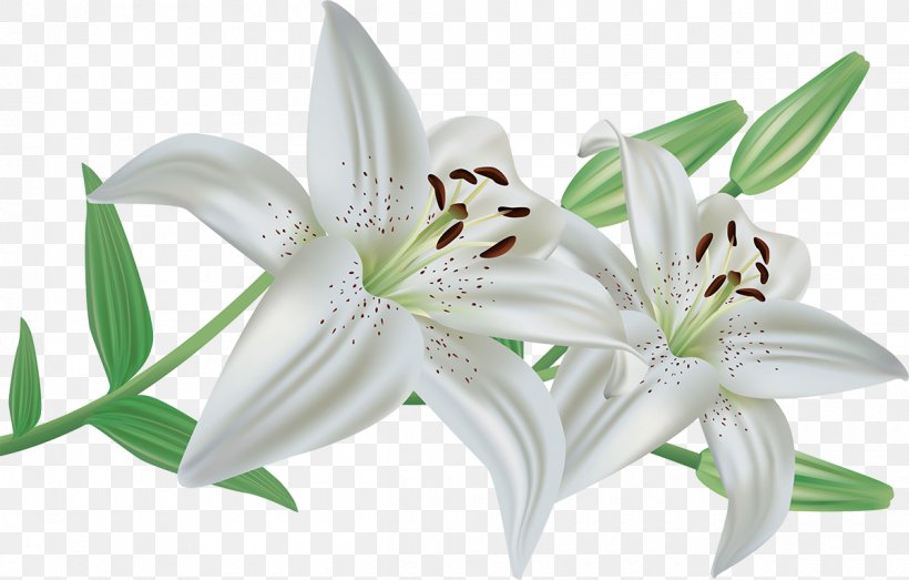 Arum-lily Lilium Candidum Flower Easter Lily Clip Art, PNG, 1200x766px, Arumlily, Arum Lilies, Calla Lily, Cut Flowers, Easter Lily Download Free