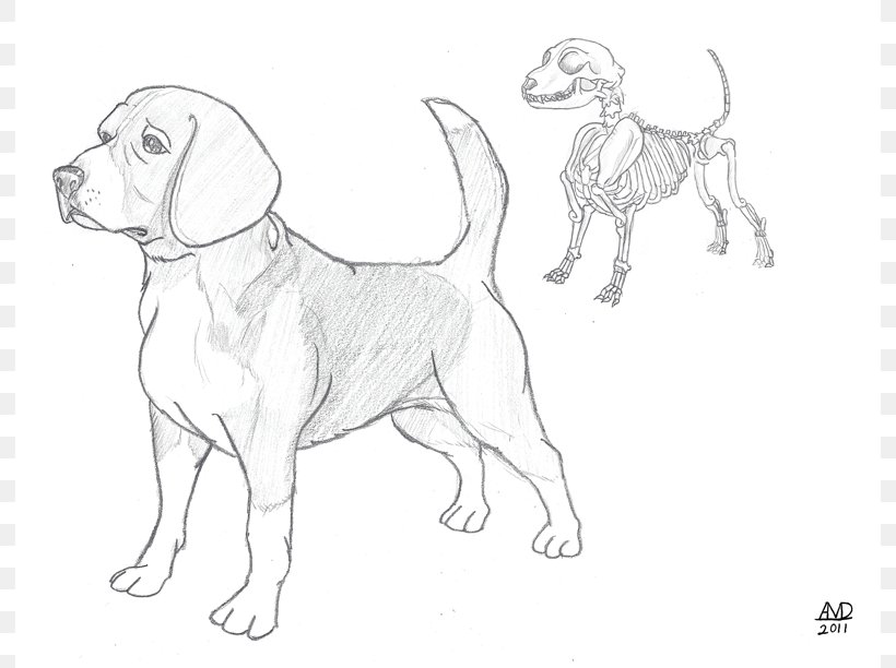 Beagle Puppy Dog Breed Drawing Sketch, PNG, 792x612px, Beagle, Animal, Art, Artwork, Black And White Download Free