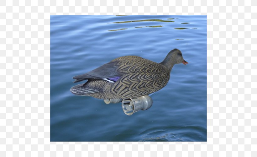 Mallard Goose Seaducks Water, PNG, 500x500px, Mallard, Beak, Bird, Duck, Ducks Geese And Swans Download Free