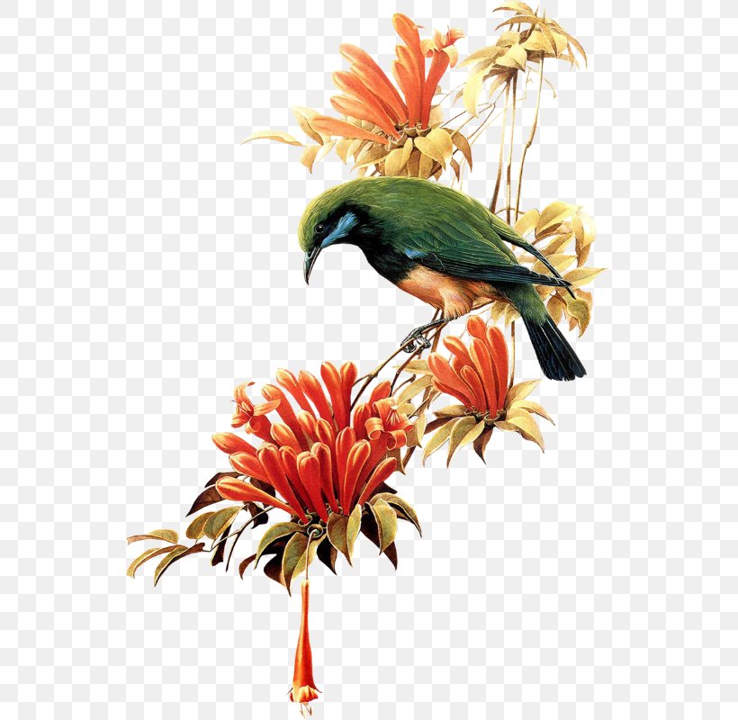 Bird T-shirt Flower Clip Art, PNG, 540x800px, Bird, Beak, Birdandflower Painting, Digital Image, Fauna Download Free