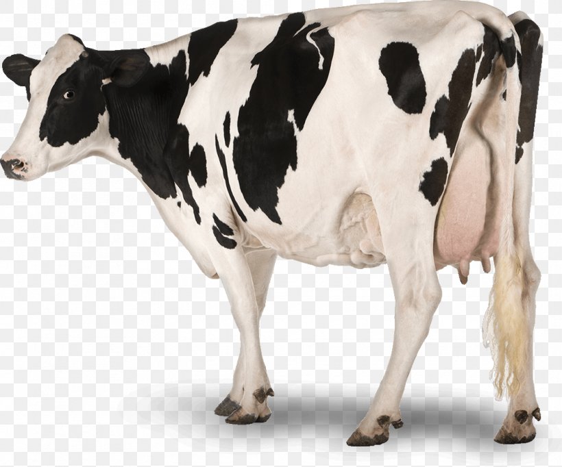 Holstein Friesian Cattle Dairy Cattle Sheep Livestock Cheese, PNG, 1065x887px, Holstein Friesian Cattle, Animal Figure, Bull, Calf, Cattle Download Free