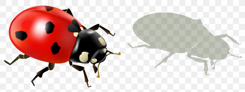 Ladybird Insect Clip Art, PNG, 3148x1183px, Ladybird, Animation, Arthropod, Beetle, Insect Download Free