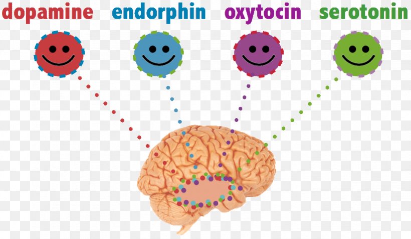 Meet Your Happy Chemicals: Dopamine, Endorphin, Oxytocin, Serotonin Happiness Chemistry Endorphins, PNG, 823x478px, Happiness, Balloon, Brain, Chemical Substance, Chemistry Download Free