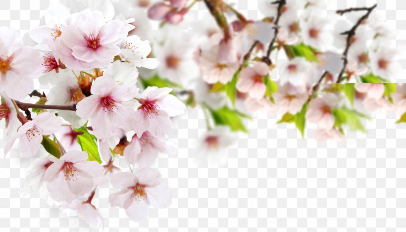 Page Layout, PNG, 1500x858px, Page Layout, Blossom, Book Design, Branch, Cherry Blossom Download Free