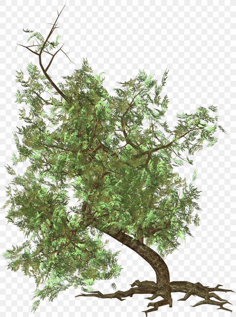 Tree Rendering, PNG, 1917x2568px, Tree, Bonsai, Branch, Houseplant, Image File Formats Download Free