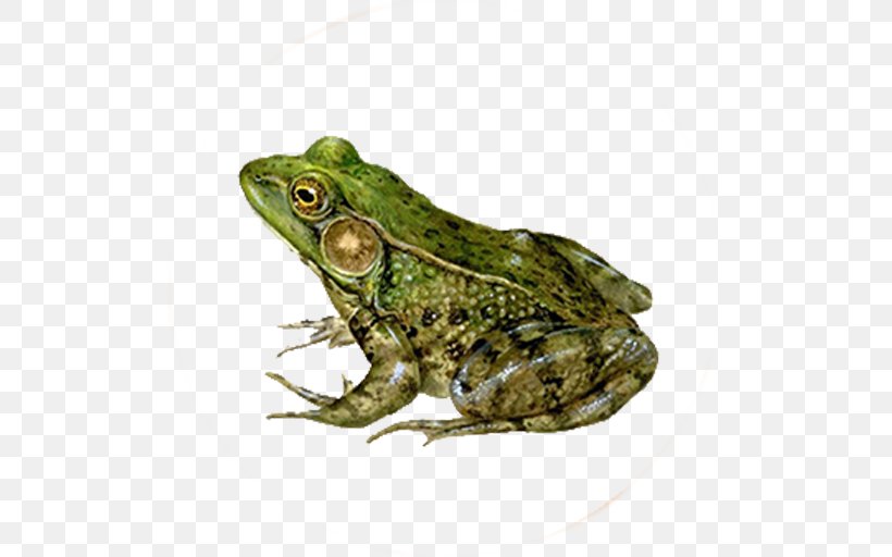 American Green Tree Frog Amphibian Lithobates Clamitans, PNG, 512x512px, Frog, American Bullfrog, American Green Tree Frog, Amphibian, Animal Download Free