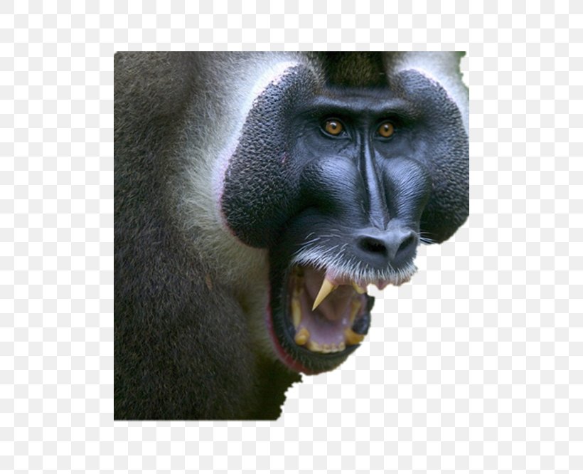 Baboons Mandrill Laptop High-definition Television Wallpaper, PNG, 500x666px, 4k Resolution, Baboons, Computer, Display Resolution, Highdefinition Television Download Free