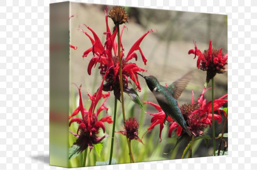Flora Fauna Hummingbird M Flowering Plant Wildflower, PNG, 650x541px, Flora, Beak, Bird, Fauna, Flower Download Free