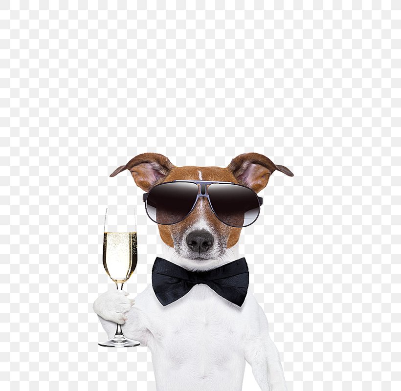 French Bulldog Pug Cocktail Martini Puppy, PNG, 800x800px, French Bulldog, Birthday, Brazilian Terrier, Carnivoran, Cocktail Download Free