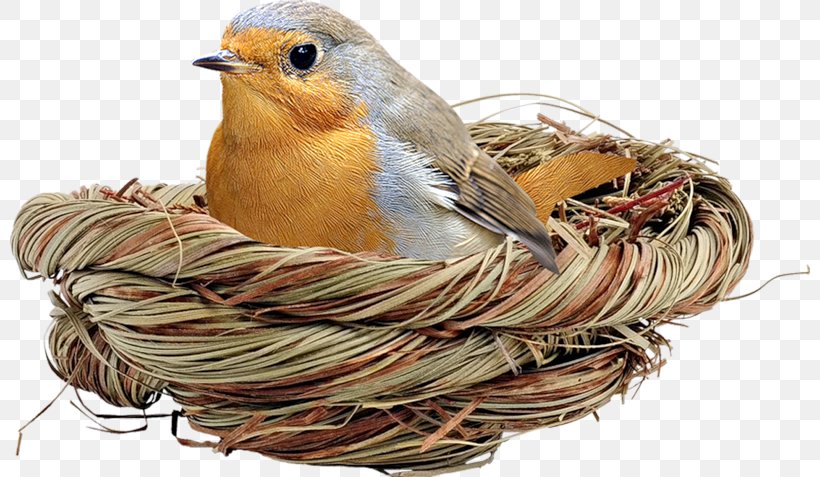Robin Bird, PNG, 800x477px, Bird, American Robin, Animal, Beak, Bird Houses Download Free