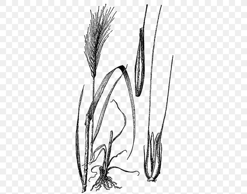Rye Cereal Grain Plants Agriculture, PNG, 430x645px, Rye, Agriculture, Arrowgrass, Barley, Cereal Download Free