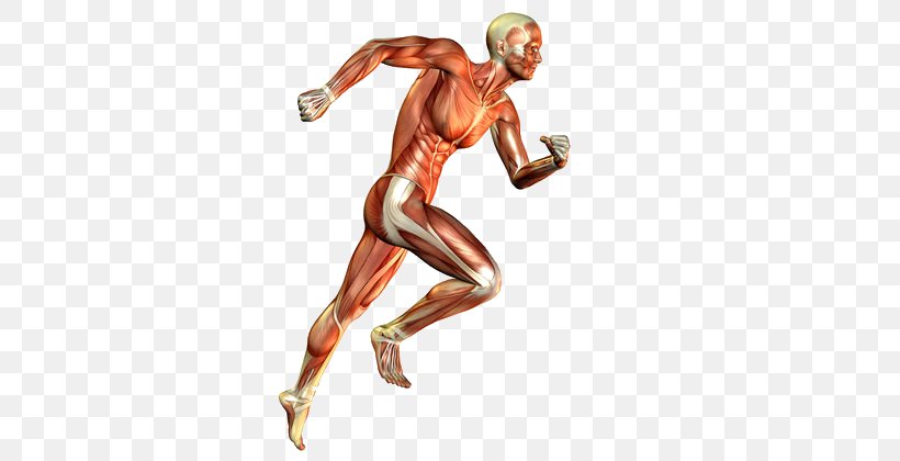 Skeletal Muscle Muscular System Human Body Running, PNG, 420x420px, Muscle, Arm, Barefoot Running, Bodybuilder, Endurance Download Free