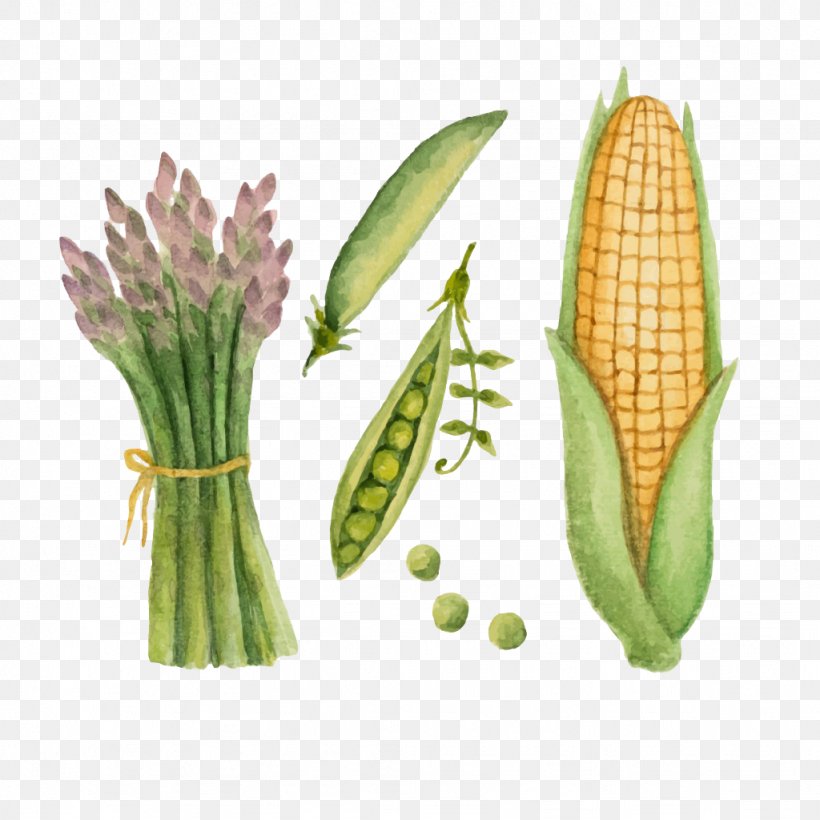 Vegetable Watercolor Painting Drawing Pea, PNG, 1024x1024px, Vegetable, Asparagus, Commodity, Corn On The Cob, Drawing Download Free