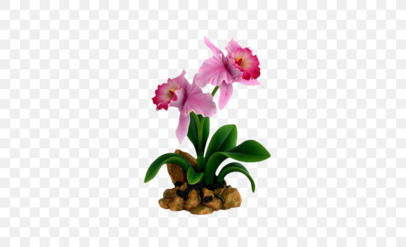 Flower Belmont Orchids Cattleya Orchids Dendrobium, PNG, 500x500px, Flower, Belmont Orchids, Cattleya, Cattleya Orchids, Dendrobium Download Free