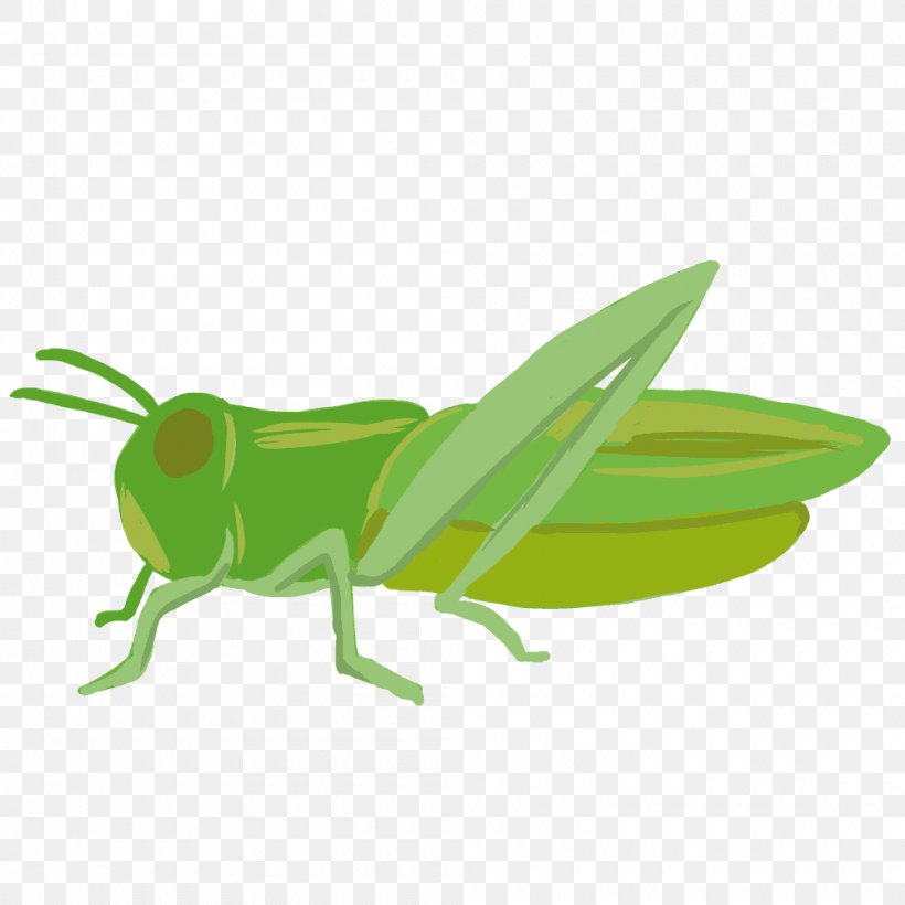 Insect Locust Caelifera Clip Art, PNG, 1000x1000px, Insect, Caelifera, Cricket Like Insect, Fauna, Grass Download Free