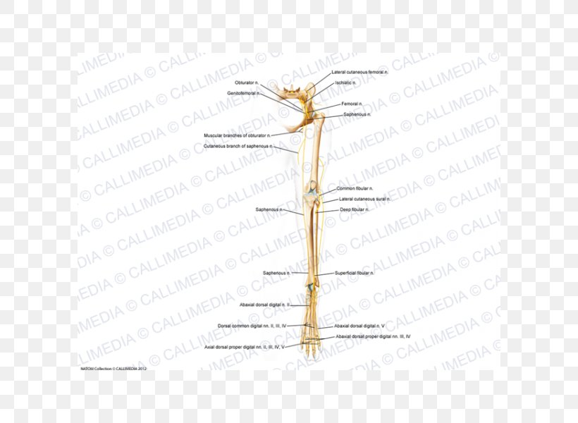 Insect Twig Line Plant Stem Angle, PNG, 600x600px, Insect, Diagram, Family, Grass Family, Grasses Download Free