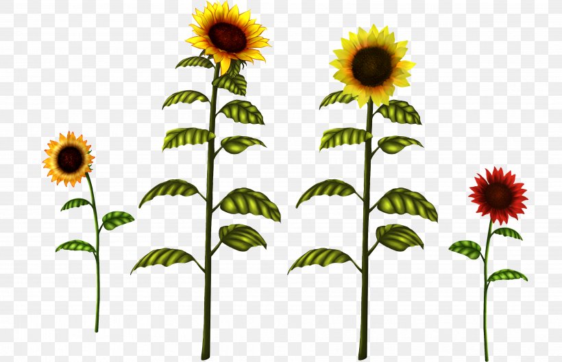 Common Sunflower Drawing Clip Art, PNG, 3646x2356px, Common Sunflower, Cartoon, Daisy Family, Drawing, Flower Download Free