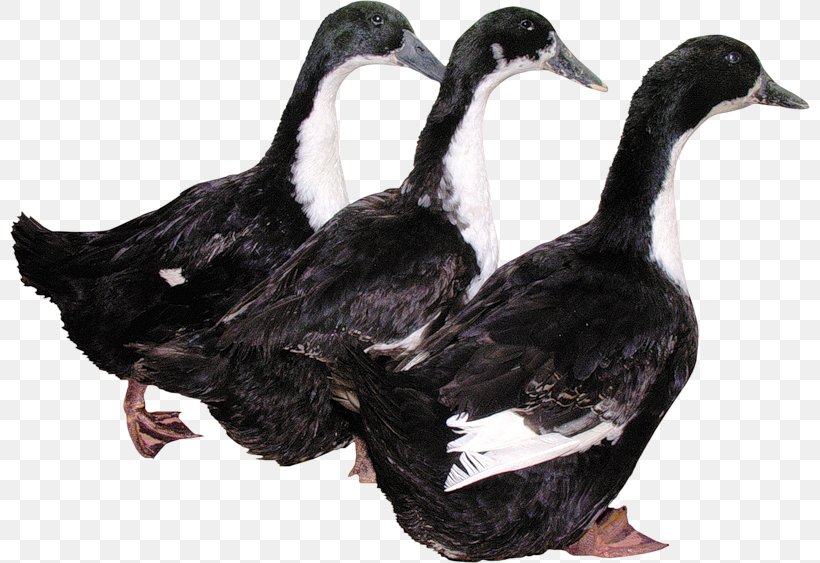 Duck Download, PNG, 800x563px, Duck, Animal, Beak, Bird, Ducks Geese And Swans Download Free