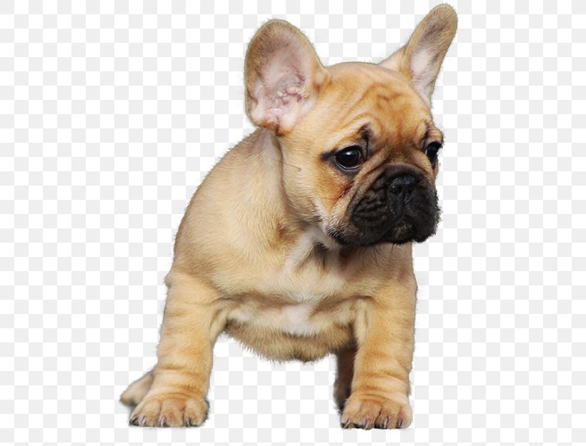 French Bulldog Staffordshire Bull Terrier Pug Puppy, PNG, 500x625px, French Bulldog, Breed, Bulldog, Canidae, Carnivoran Download Free