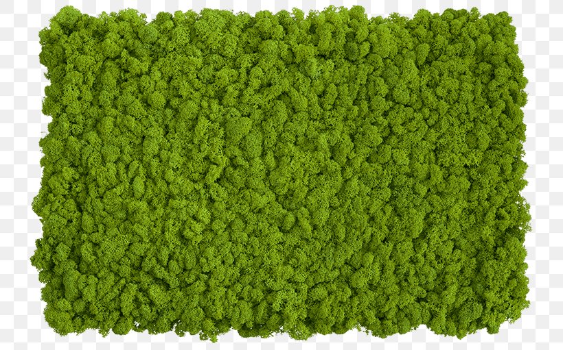 Iceland Moss Wall Reindeer Lichen Bryophyte, PNG, 750x511px, Iceland Moss, Bryophyte, Grass, Green, Lichen Download Free