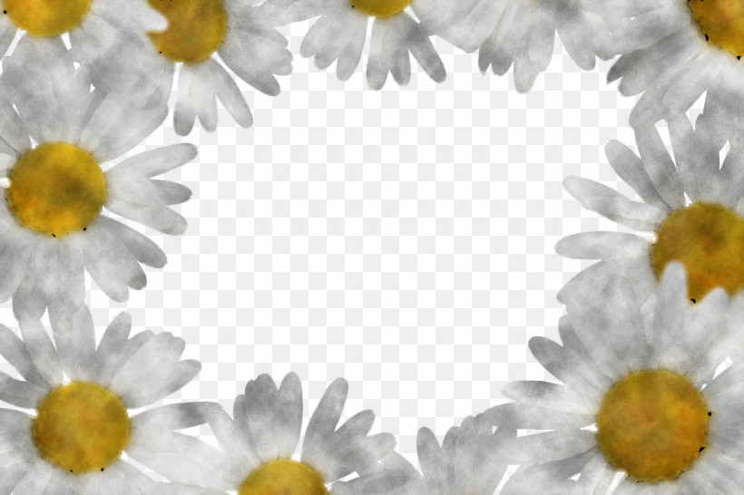 Marguerite Gerbera Daisy, PNG, 3000x2000px, Marguerite, Autumn Flower, Chamomiles, Chrysanthemum, Daisy Download Free