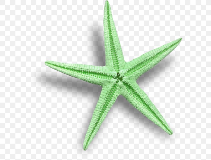 Starfish Sea Marthasterias Glacialis, PNG, 600x624px, Starfish, Bit, Echinoderm, Green, Invertebrate Download Free