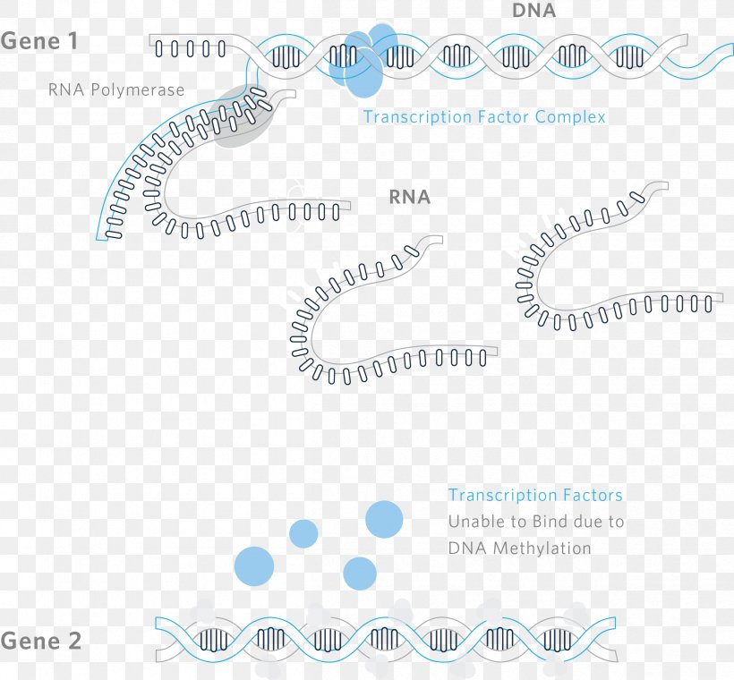 Transcription Factor DNA Methylation RNA, PNG, 2412x2238px, Transcription, Blue, Body Jewellery, Body Jewelry, Brand Download Free