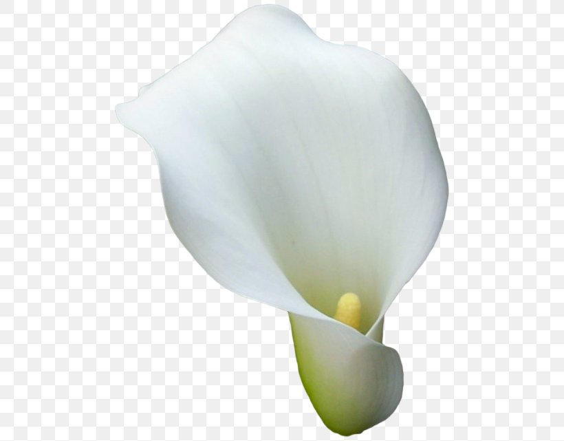 Arum-lily Flower Arum Lilies Callalily, PNG, 500x641px, Arumlily, Alismatales, Arum, Arum Family, Arum Lilies Download Free