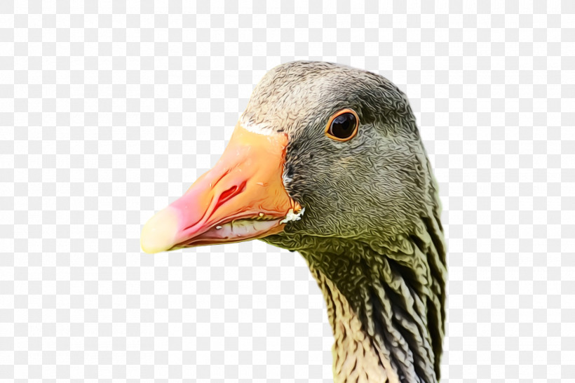 Bird Beak Goose Water Bird Ducks, Geese And Swans, PNG, 1920x1280px, Goose, Animal, Beak, Bird, Closeup Download Free