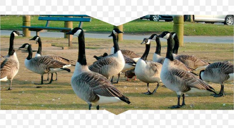Canada Goose Duck Westerville Ohio Geese Control, PNG, 980x538px, Goose, Beak, Bird, Canada Goose, Duck Download Free