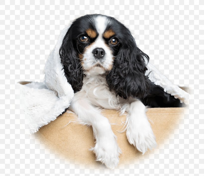 Cavalier King Charles Spaniel Puppy DOG SALON LULUNCHI/ドッグサロンルルンチ Dog Breed, PNG, 1300x1125px, King Charles Spaniel, Breed, Carnivoran, Cavalier King Charles Spaniel, Claw Download Free