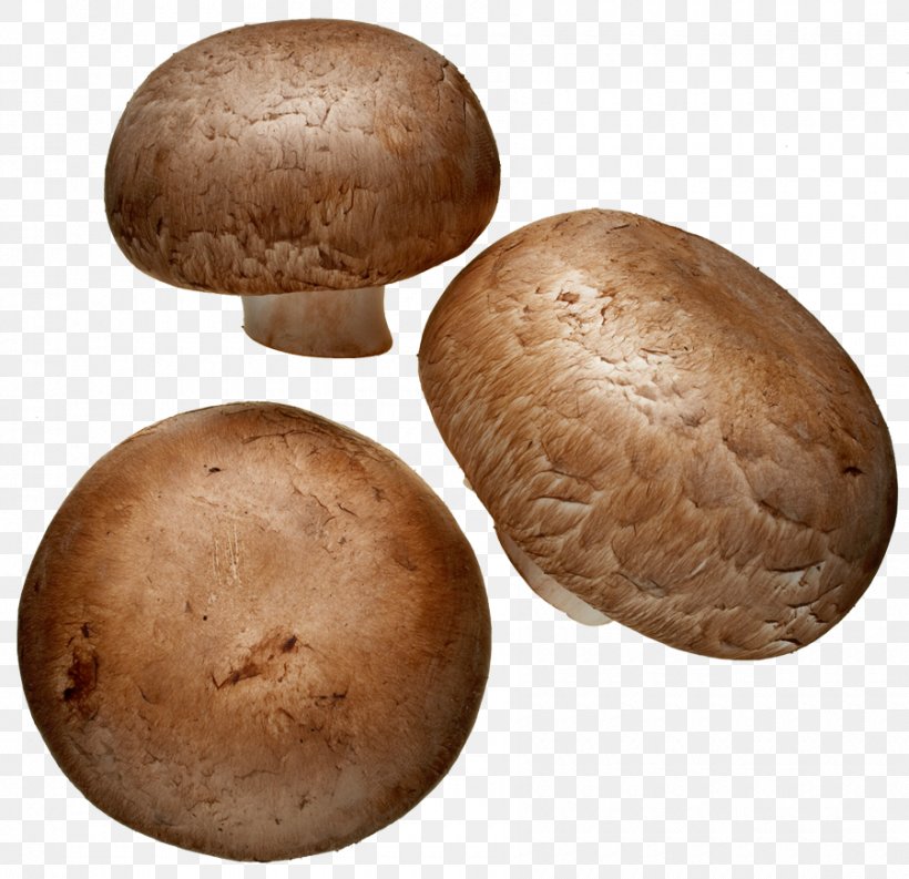 Common Mushroom Edible Mushroom Shiitake Pleurotus Djamor, PNG, 900x871px, Common Mushroom, Agaric, Agaricaceae, Agaricomycetes, Agaricus Download Free