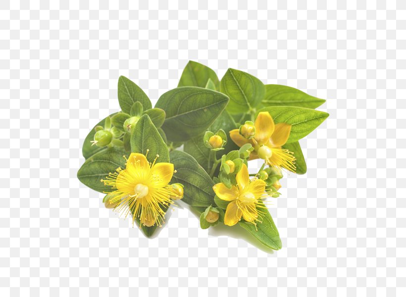 Perforate St John's-wort Herbal Distillate Stock Photography, PNG, 510x600px, Herbal Distillate, Alstroemeriaceae, Depositphotos, Flower, Flowering Plant Download Free