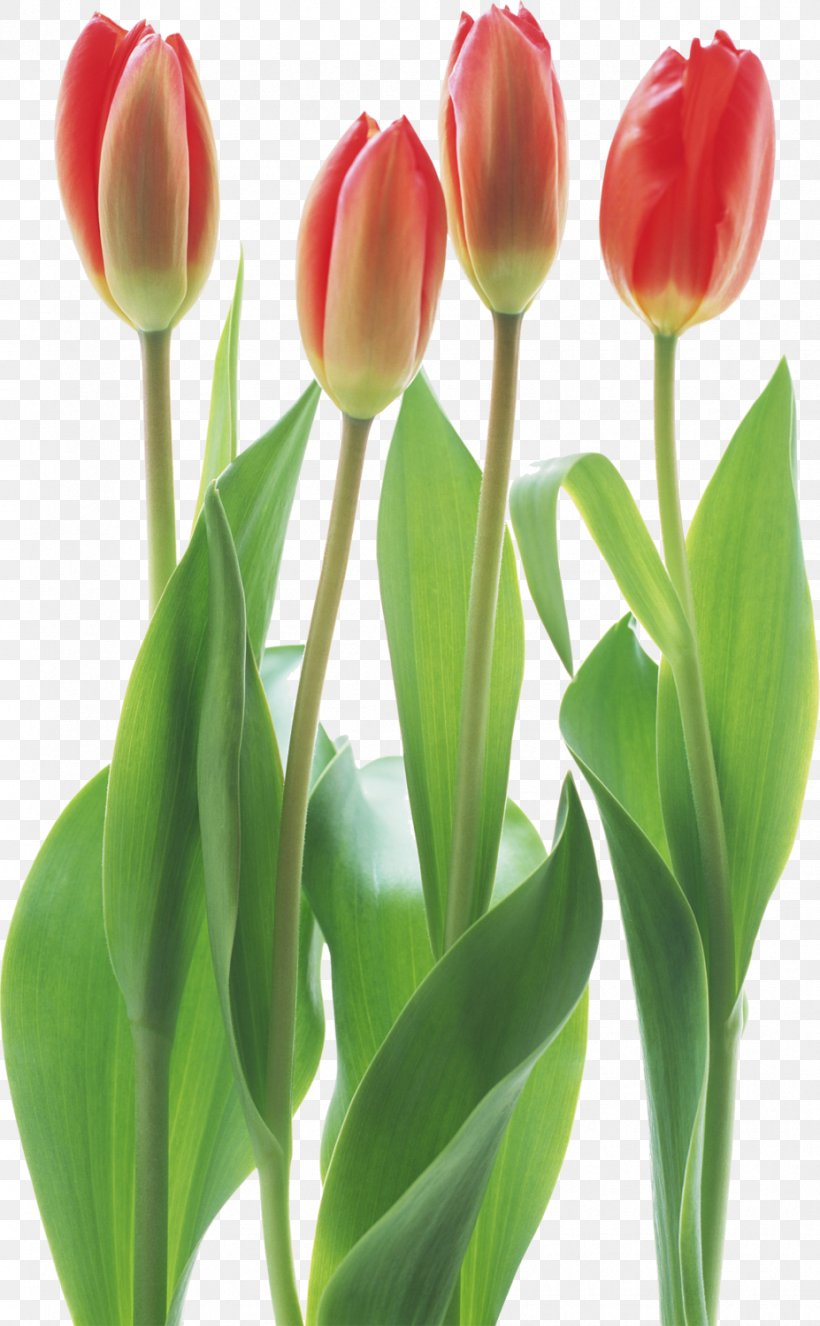 Tulip Cut Flowers Floristry, PNG, 927x1500px, Tulip, Bud, Cut Flowers, Floristry, Flower Download Free