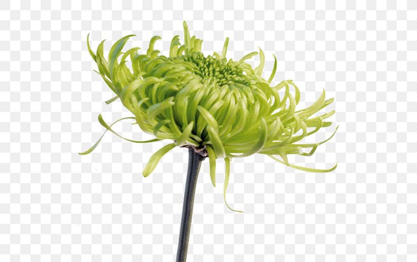 Chrysanthemum Stock Photography Flower Green, PNG, 600x515px, Chrysanthemum, Chrysanths, Cut Flowers, Floral Design, Floristry Download Free