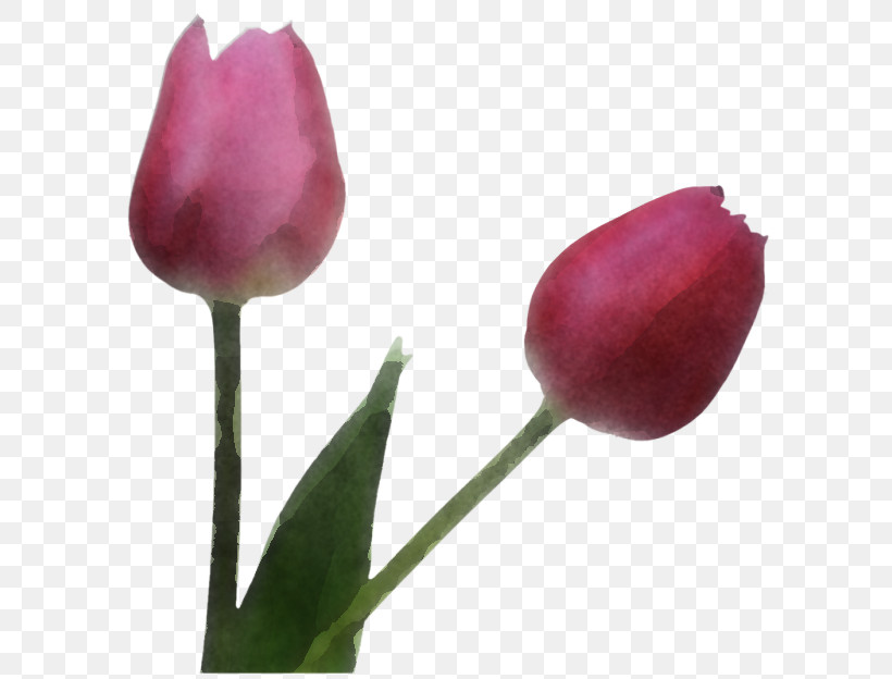 Flower Tulip Plant Bud Petal, PNG, 600x624px, Flower, Bud, Cut Flowers, Lily Family, Pedicel Download Free