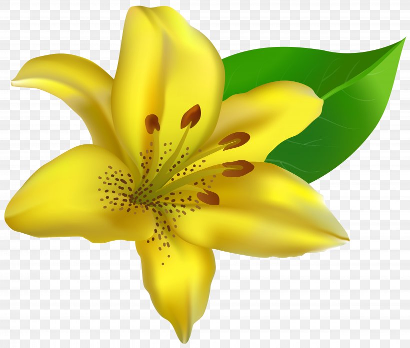 Lilium Clip Art, PNG, 4935x4197px, Flower, Carnation, Close Up, Color, Cut Flowers Download Free