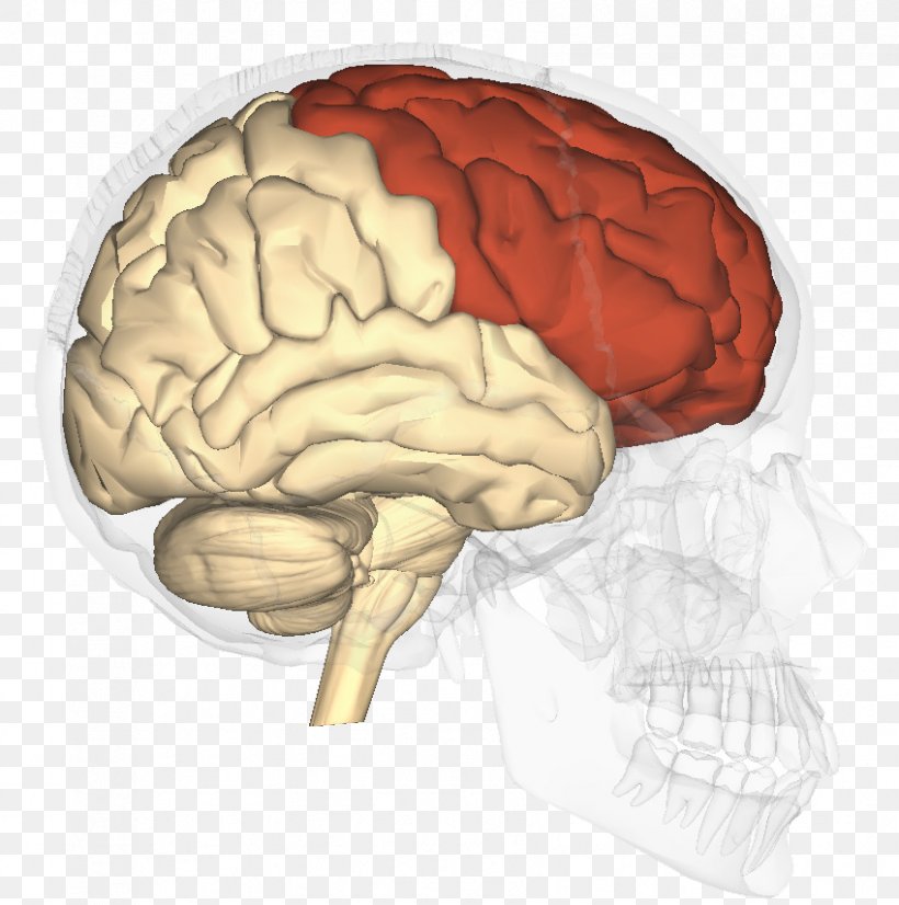 Lobes Of The Brain Frontal Lobe Parietal Lobe Temporal Lobe, PNG, 849x856px, Watercolor, Cartoon, Flower, Frame, Heart Download Free