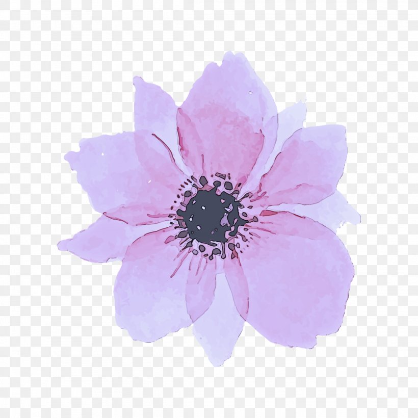 Petal Flower Violet Plant Pink, PNG, 2289x2289px, Petal, African Daisy, Anemone, Flower, Pink Download Free