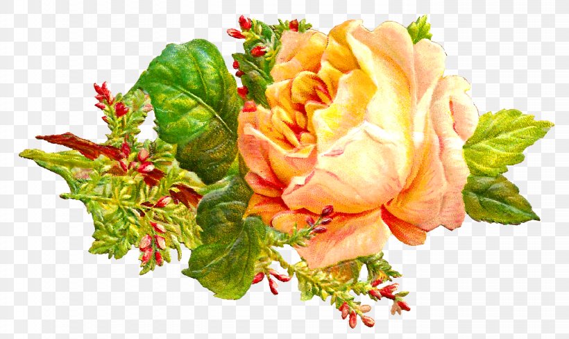 Garden Roses Centifolia Roses Cut Flowers Floral Design, PNG, 1330x793px, Garden Roses, Centifolia Roses, Craft, Cut Flowers, Floral Design Download Free