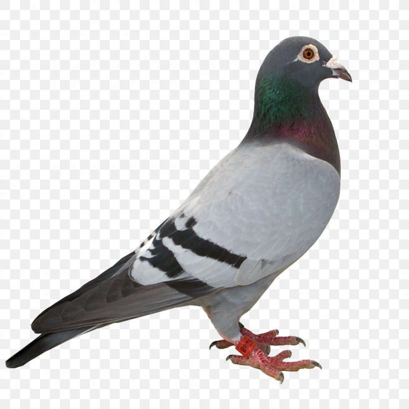 Humour Homing Pigeon Panel Vignette Stock Dove, PNG, 1024x1024px, 2016, Humour, Beak, Bird, Election Download Free